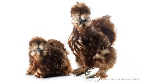 Silkie Chickens A Comprehensive Guide