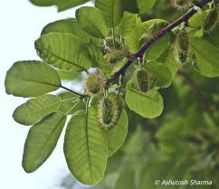 Image result for Milicia excelsa