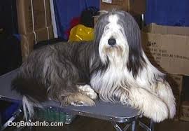 Bearded Collie Dog Breed Information And Pictures
