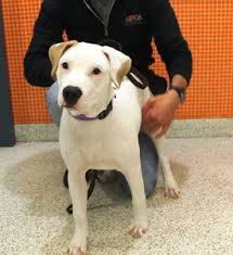 Black And Brown Pitbull Mix Puppy Thrown From Car In Sandy Aftermath Now At Aspca Fight Animal Cruelty Puppies Aspca