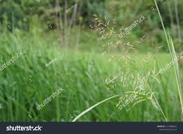 Image result for Leptochloa eleusine