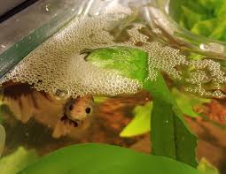 Is This Actually A Bubble Nest Bettafish