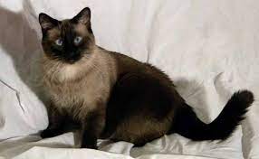 Kucing himalaya adalah hasil dari perkawinan kucing persia dan siam. 4 Jenis Kucing Siam Siamese Beserta Harganya 2021 Kucingklik Com