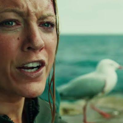 The Breakout Movie Star of the Summer Is the Seagull From The Shallows
