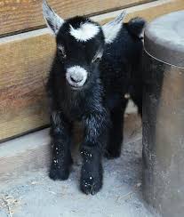 Pin By Wharton Farms On Austin In 2020 Pygmy Goat Goats Cute Goats