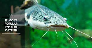 19 Most Popular Types Of Catfish Species Habitat Pictures Catfish Catfish Fishing Catfish Fish