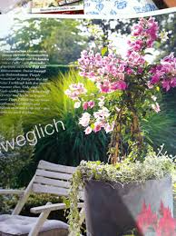 Unterpflanzung Bougainvillea Dichondra Garten