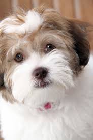 Havanese Puppies For Sale Havanese Puppies For Sale Havanese Puppies Friendly Dog Breeds