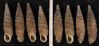 Image result for Alinula sp.