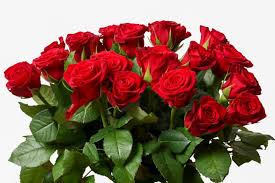 Herbs and flowers for love. A National Day For The Flower Of Love And Romance Southeast Agnet