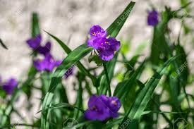 Dreamstime is the world`s largest stock photography community. Tradescantia Virginiana The Virginia Spiderwort Purple Violet Stock Photo Picture And Royalty Free Image Image 147758328