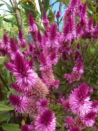 Celosia Cramer S Amazon Flowers Flowers Perennials Flower Garden Pictures