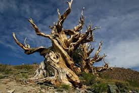 Methusela Old Trees Tree Story Bristlecone Pine