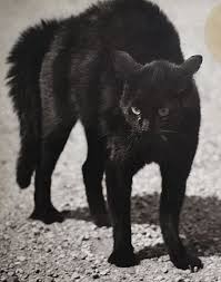 Frida Kahlo Ses Photos Andre Frere Editions Cats Black Cat Beautiful Cats