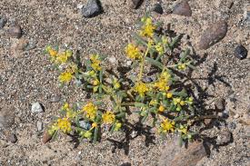 Image result for Zygophyllum simplex