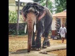 Indian gods kerala elephant animals animales animaux animal elephants dieren. Kerala Loses Two Popular Captive Elephants Kochi News Times Of India