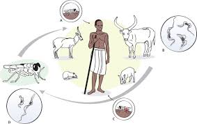 Image result for Telosma africana