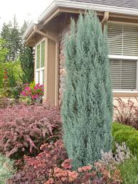 It is mainly used in the context of vegetable gardens, but. Designing With Conifers Finding The Right Garden Bedmates