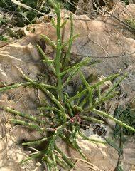 Image result for Sarcocornia decumbens