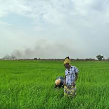 Dalam rangka peningkatan produktivitas tanaman padi salah satu faktor penghambatnya adanya organisme pengganggu tanaman (opt) yang menyerang tanaman padi.opt utama pada padi antara lain tikus, penggerek batang, wbc, tungro, blb, dan keong mas. Daun Daun Padi Menjadi Merah Petani Di Bangka Bingung Dan Gelisah Regional Liputan6 Com