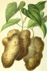 Image result for Dioscorea dumetorum