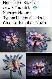 Typhochlaena seladonia, brazilian jewel tarantula, nachwuchs vereinzeln. Creepy Crawlies Creepy Crawlies Added A New Photo