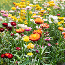 We did not find results for: Strawflower Swiss Giants Mix Xerochrysum Bracteatum Seeds Select Seeds