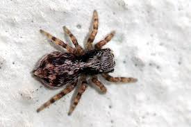 Welche spinnen kommen ins haus? Schau Mal Wer Da Kommt Spinnen Im Haus Nabu