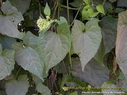 Image result for Mikania cordata