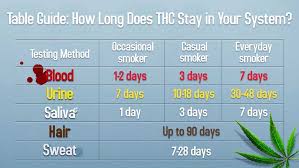 Heres How Long Weed And Edibles Stay In Your System