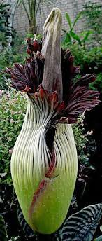 The talipot palm, corypha umbraculifera, has a larger inflorescence, but it is branched rather than unbranched. 19 Titan Arum Ideas In 2021 Titan Arum Amorphophallus Titanum Corpse Flower