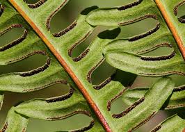 Image result for Pteris tripartita
