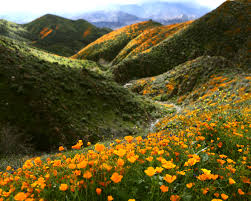 Beautiful wild flowers blooming along freeway 15 in lake elsinore off lake st. How To See California S Super Bloom Conde Nast Traveler