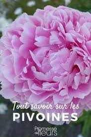 Supprimez les bois mort et les branches les plus fragiles. 23 Meilleures Idees Sur Pivoine Arbustive Pivoine Arbustive Pivoine Promesses De Fleurs