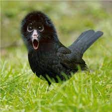 The Rare Black Monkey Bird I Like Birds Blacker Than Black Animal Art