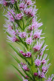 Image result for Pycnostachys reticulata