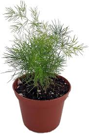 Image result for Asparagus macowanii