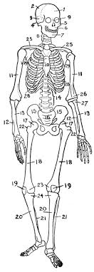 The osseous structures are the bony structures looked at during the imaging study. Osseous Bony System With Diagrame And Examples Whatmaster