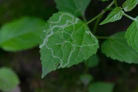 We did not find results for: Beneficial Insects How To Attract Good Bugs To Your Garden