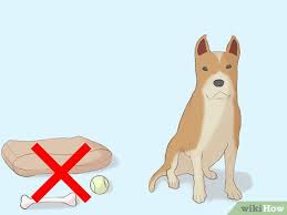 Maybe you would like to learn more about one of these? How To Deskunk Your Dog 13 Steps With Pictures Wikihow Pet