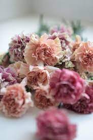 Carnations Rethinking A Supermarket Flower Gardenista Carnation Flower Dianthus Flowers Carnation Colors
