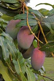 ( g) every tree that does not bear good fruit is cut down and thrown into the fire. Mango Tree Problems No Mango Fruit On Tree