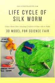 Life Cycle Of Silkworm 3d Model For Science Fair Project In 2020 Science Fair Fair Projects Life Cycles