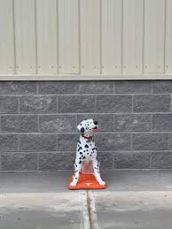 Maybe you would like to learn more about one of these? Sparky S Gone 200 Pound Concrete Dog Statue Missing From Seymour Fire Department Wbir Com
