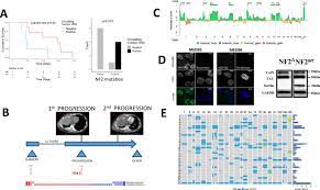 A tumor marker for patients with mesothelioma and ovarian cancer. Clonal Architecture In Mesothelioma Is Prognostic And Shapes The Tumour Microenvironment Nature Communications