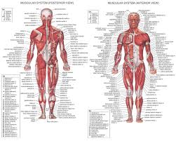 Almost every muscle constitutes one part of a pair of identical bilateral muscles, found on both sides, resulting in approximately 320 pairs of muscles, as presented in this article. Pin On Nurse