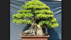 Aneka Ragam Bentuk Bonsai Bonsai Beringin Kimeng Juara