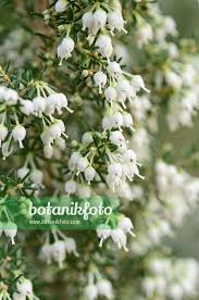 Image result for Erica arborea