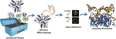Facebook gives people the power to share and makes the. Expanding Crystallization Tools For Nucleic Acid Complexes Using U1a Protein Variants Sciencedirect