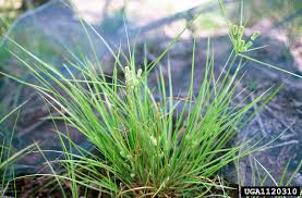 Image result for Cyperus nuerensis